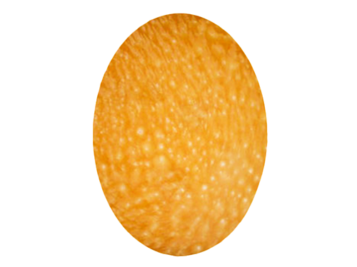 メロパールの魅力と基礎知識まとめ 陶器の光沢と火焔模様が魅せる、幻の天然真珠の正体に迫る