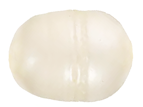 淡水パール(淡水真珠 )の魅力と基礎知識まとめ 湖と川が育んだ優しき光、個性と再評価の真珠物語に迫る